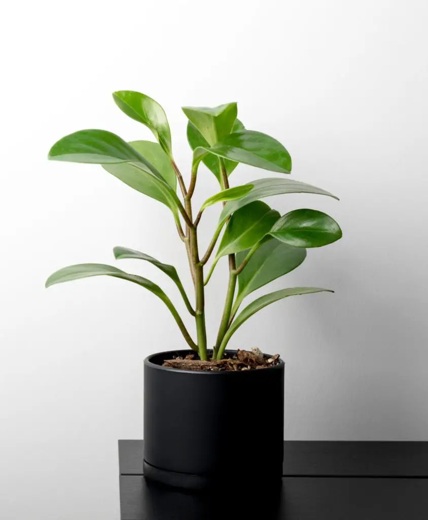 Houseplants that stay small