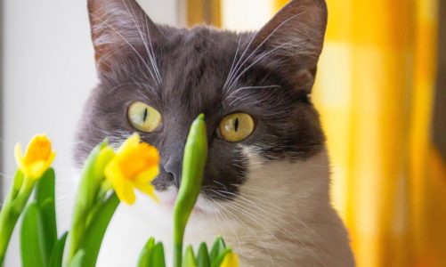 Watch out! These popular houseplants are unsafe for cats