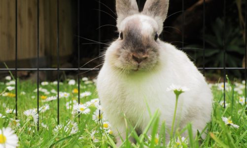 Watch out! These houseplants are poisonous to rabbits