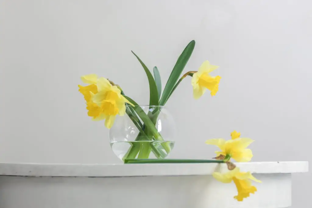 daffodils unsafe houseplants for cats
