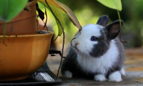 Fais attention! Ces plantes d’intérieur sont toxiques pour les lapins