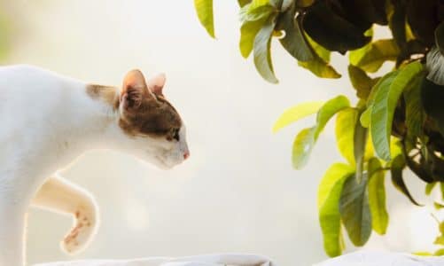 Find out which houseplants are bad for cats