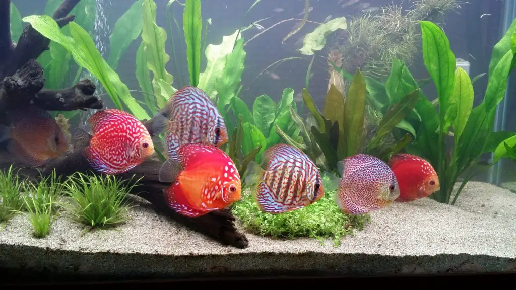 What houseplants you can use in your aquarium