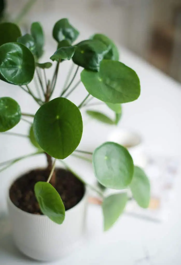 houseplants that stay small