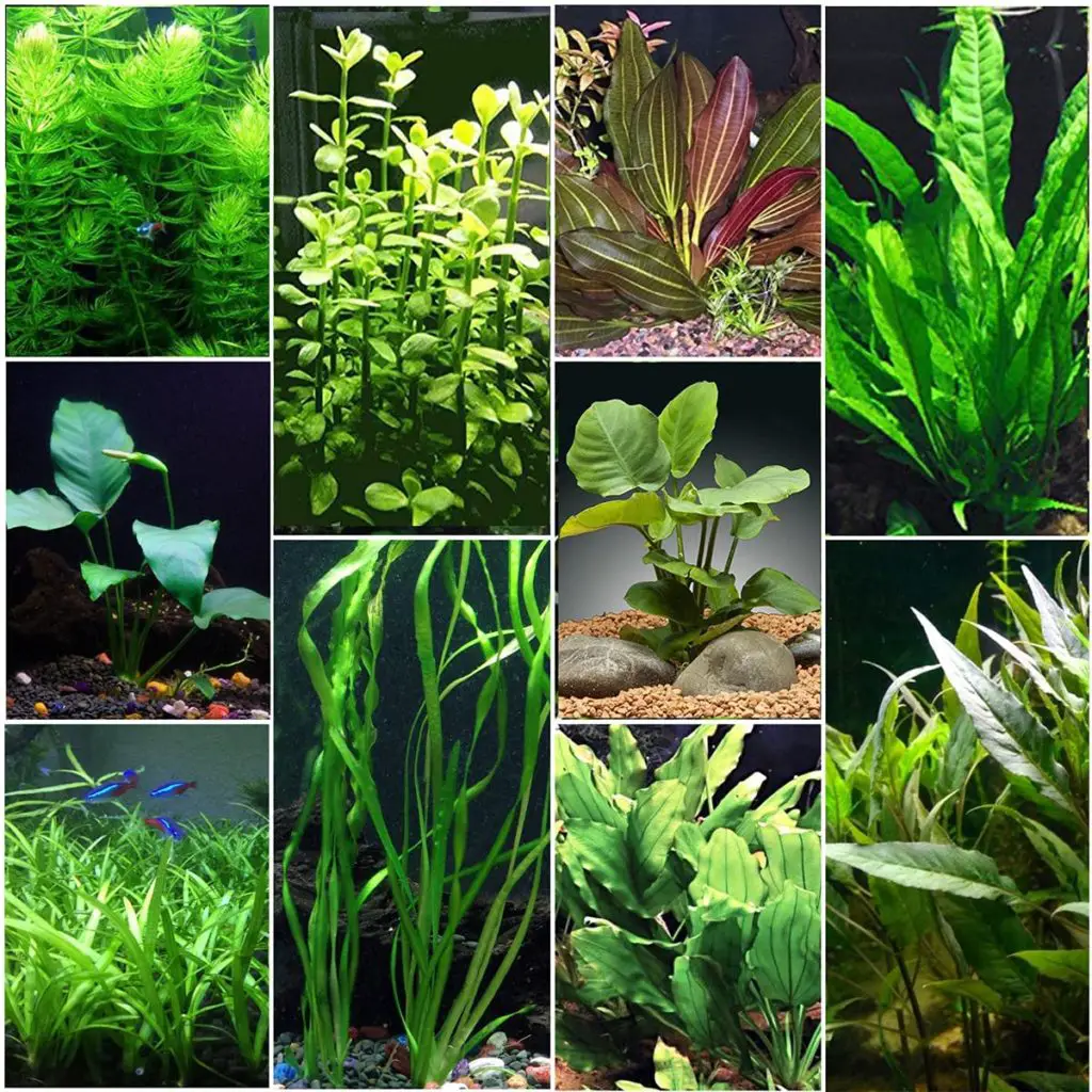 10 pieces plant bundle of houseplants for your fish tank.
