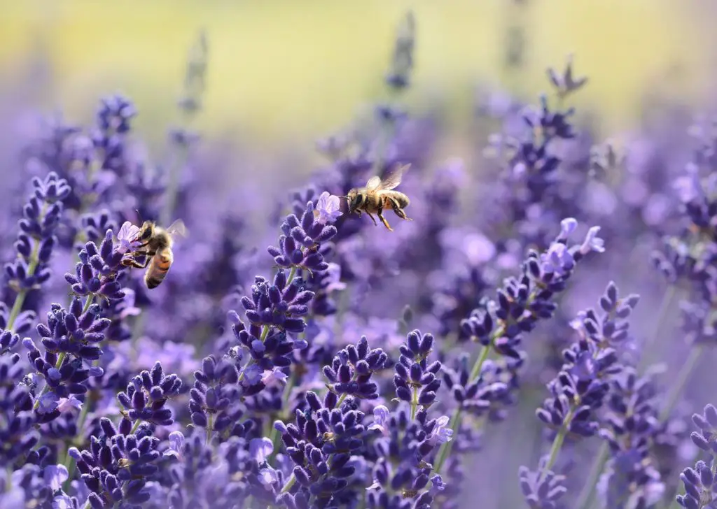 Lavender essential oil attracts bees.
