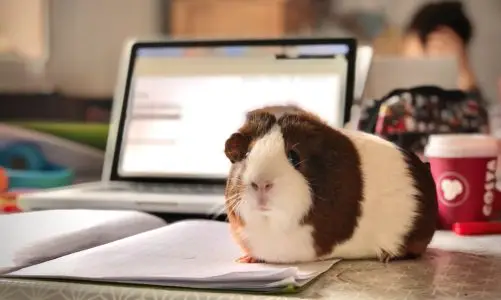 Are essential oil diffusers safe for guinea pigs?